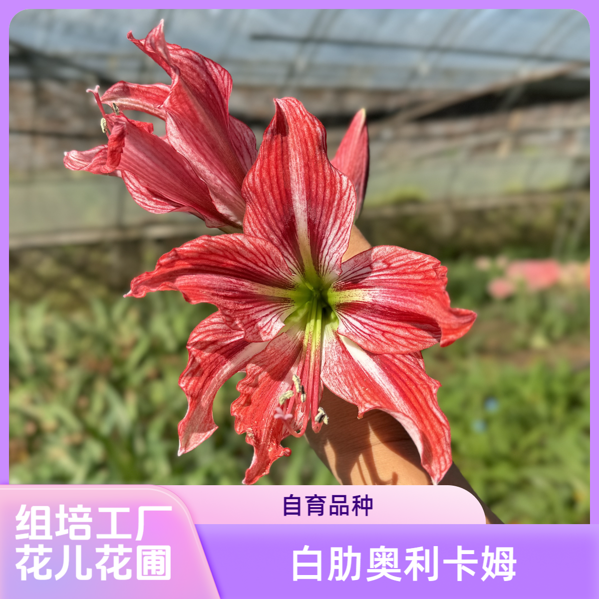 【白肋奥利卡姆】包对版  自育朱顶红种球裸根