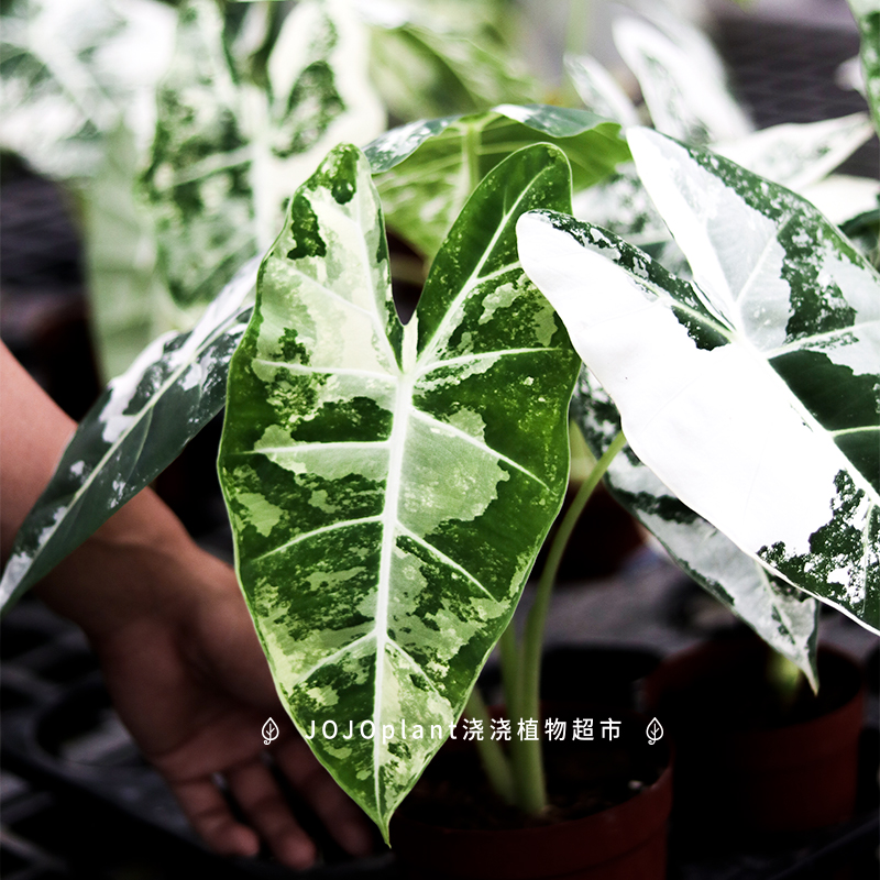 【直播】鹅锦/绿天鹅绒海芋锦 美丽锦化植物稀有热植 浇浇植物超市