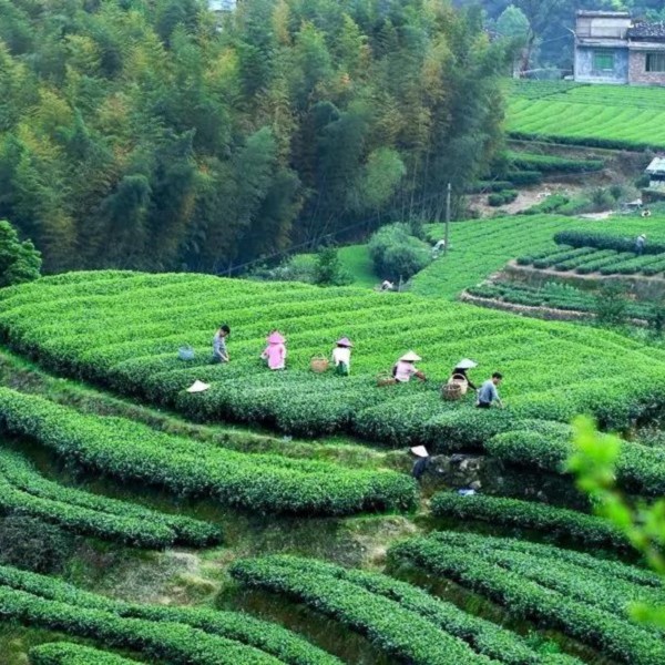 福鼎白茶 福利18号