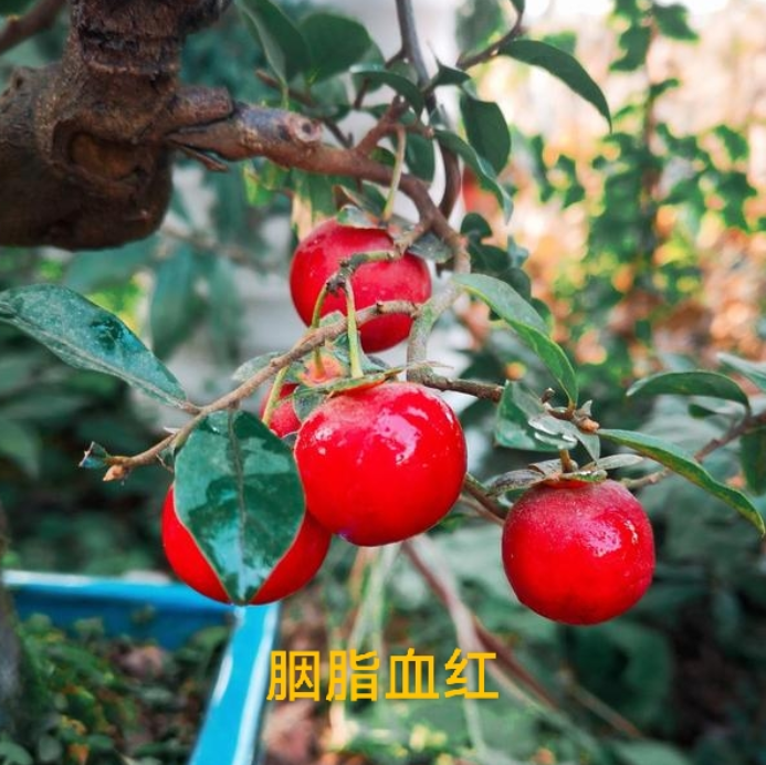 刘默然盆栽金弹子盆景组合直播间看实物随机发货