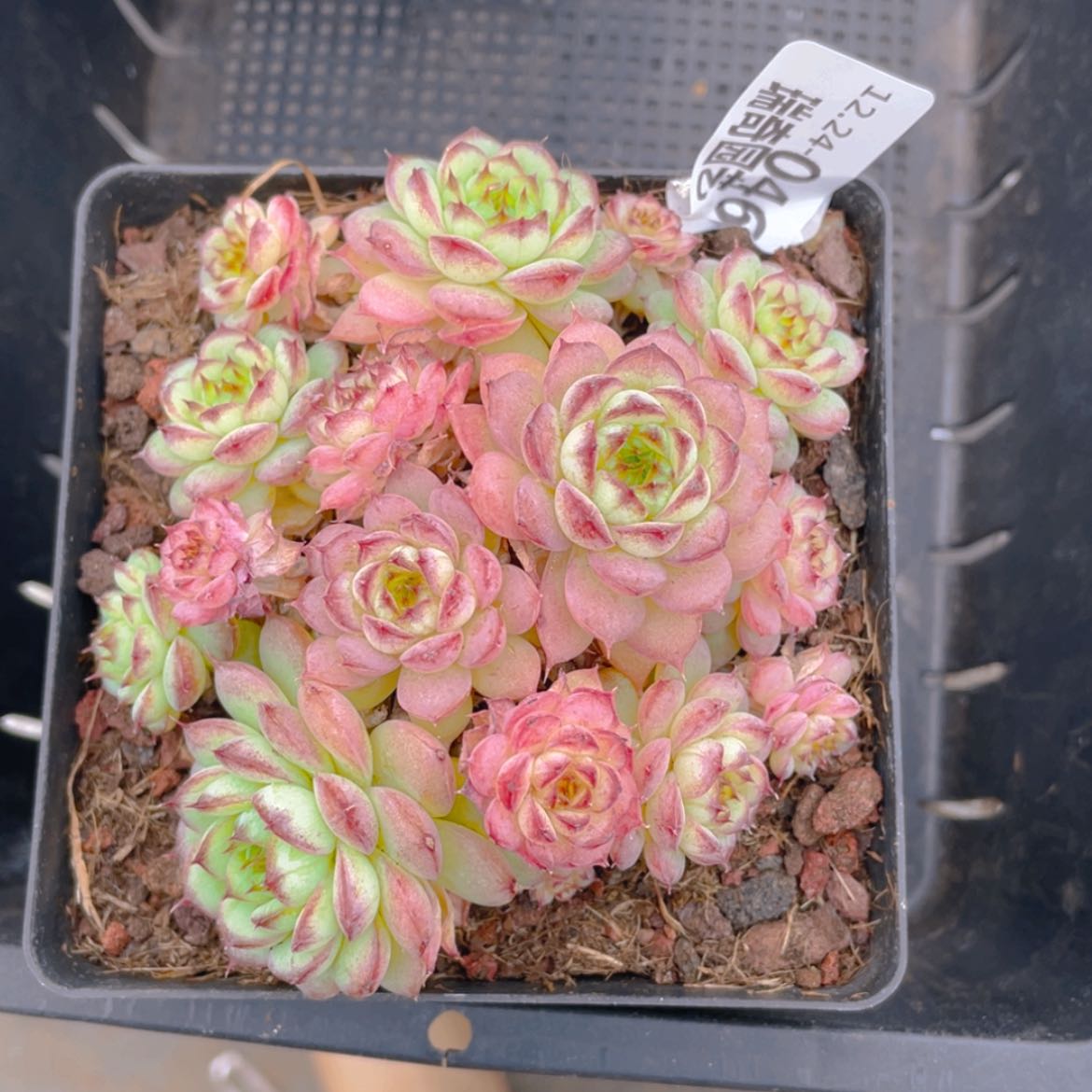 【闪购商品】希*西000046