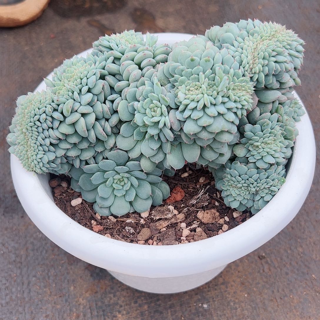 【闪购商品】胖子缀