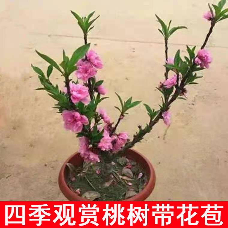 桃花树 盆栽四季桃花树寿心桃盆栽寿星桃观赏盆景 春天开花带花