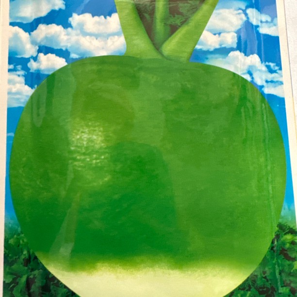 日本光头芥菜紫籽