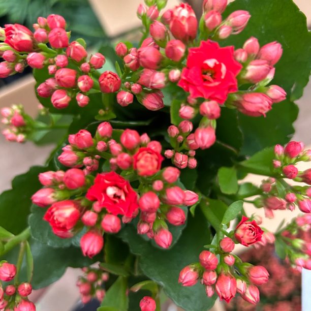 两盆本四长寿花开花植物