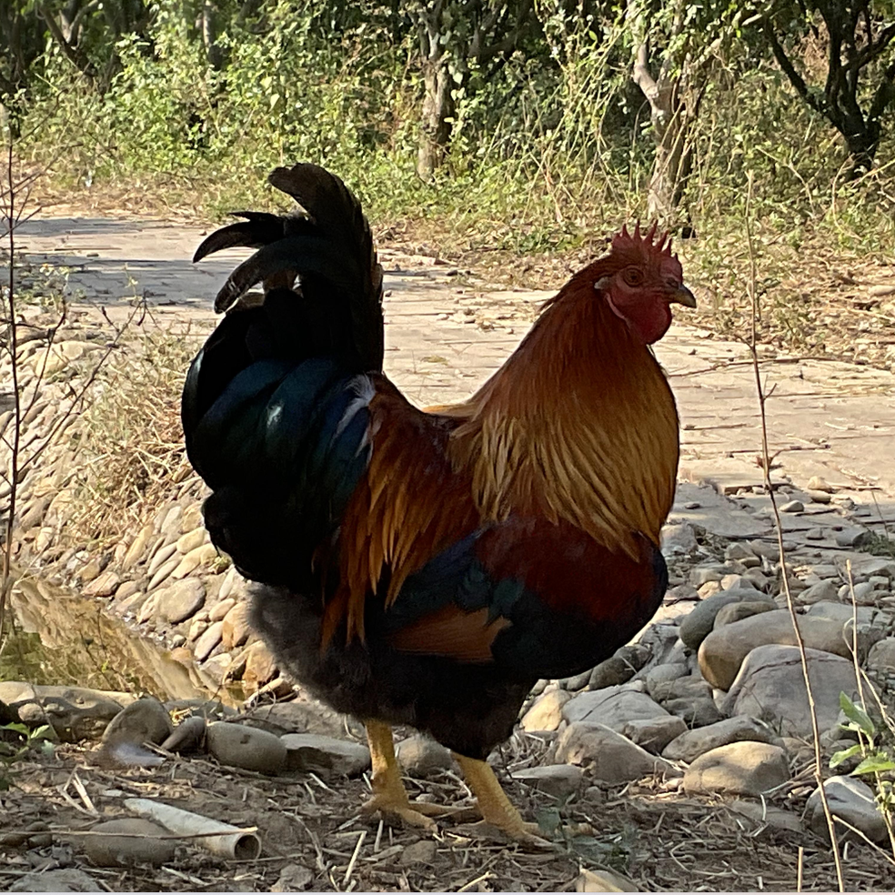 8斤上清远果园放养310天上大扇鸡适合白切打火锅不吃肥鸡慎拍