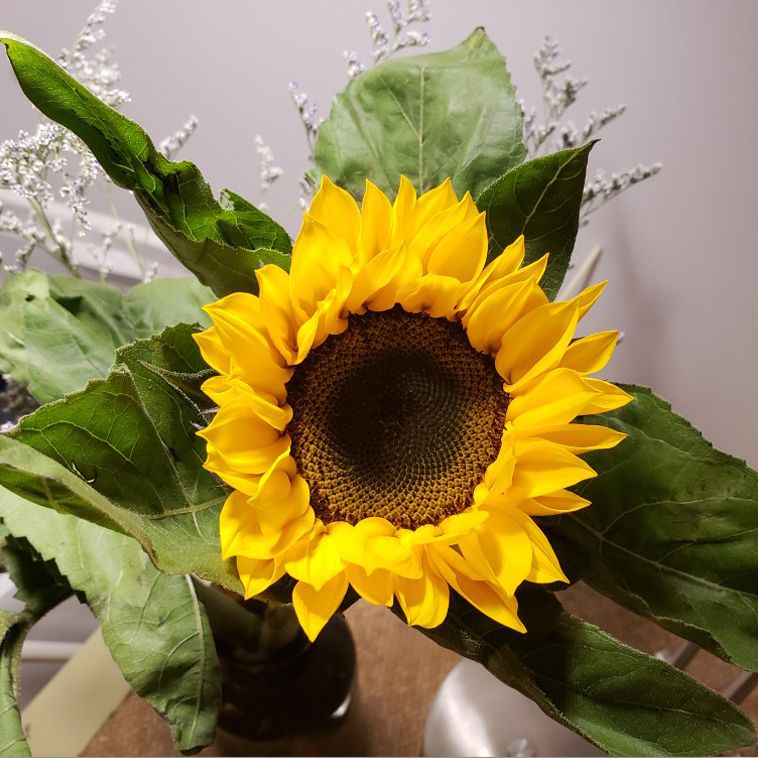 【向日葵】家用水养鲜花客厅配草
