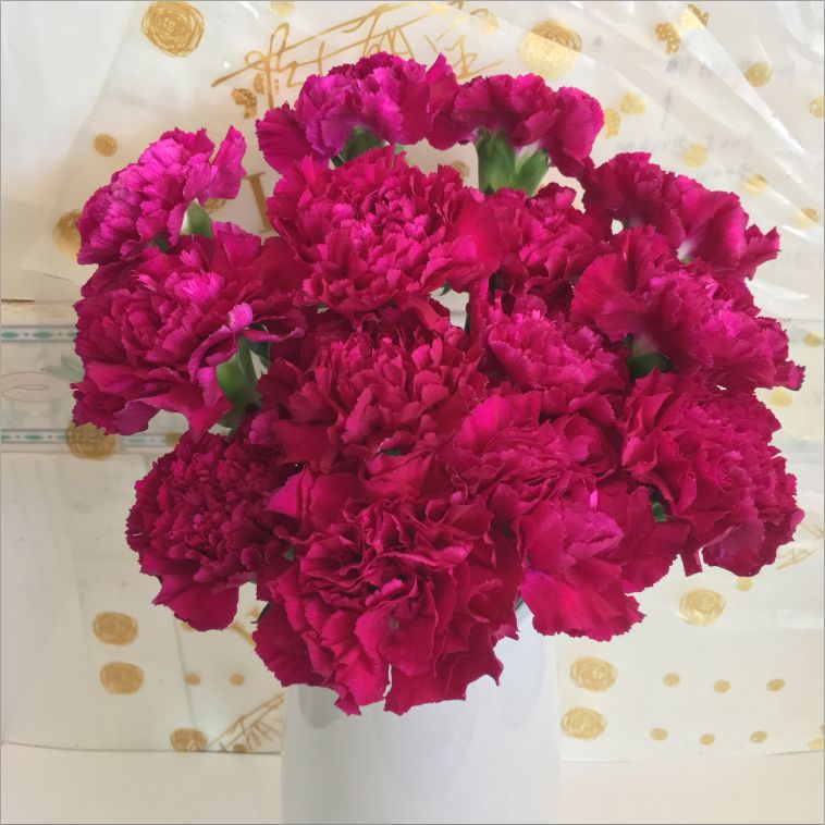 【单头康紫水晶】鲜花花束康乃馨母亲节妇女节家用切花鲜花插花