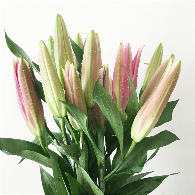 【粉百合】鲜花客厅生日花束云南昆明真花批发家用插花水养百合花