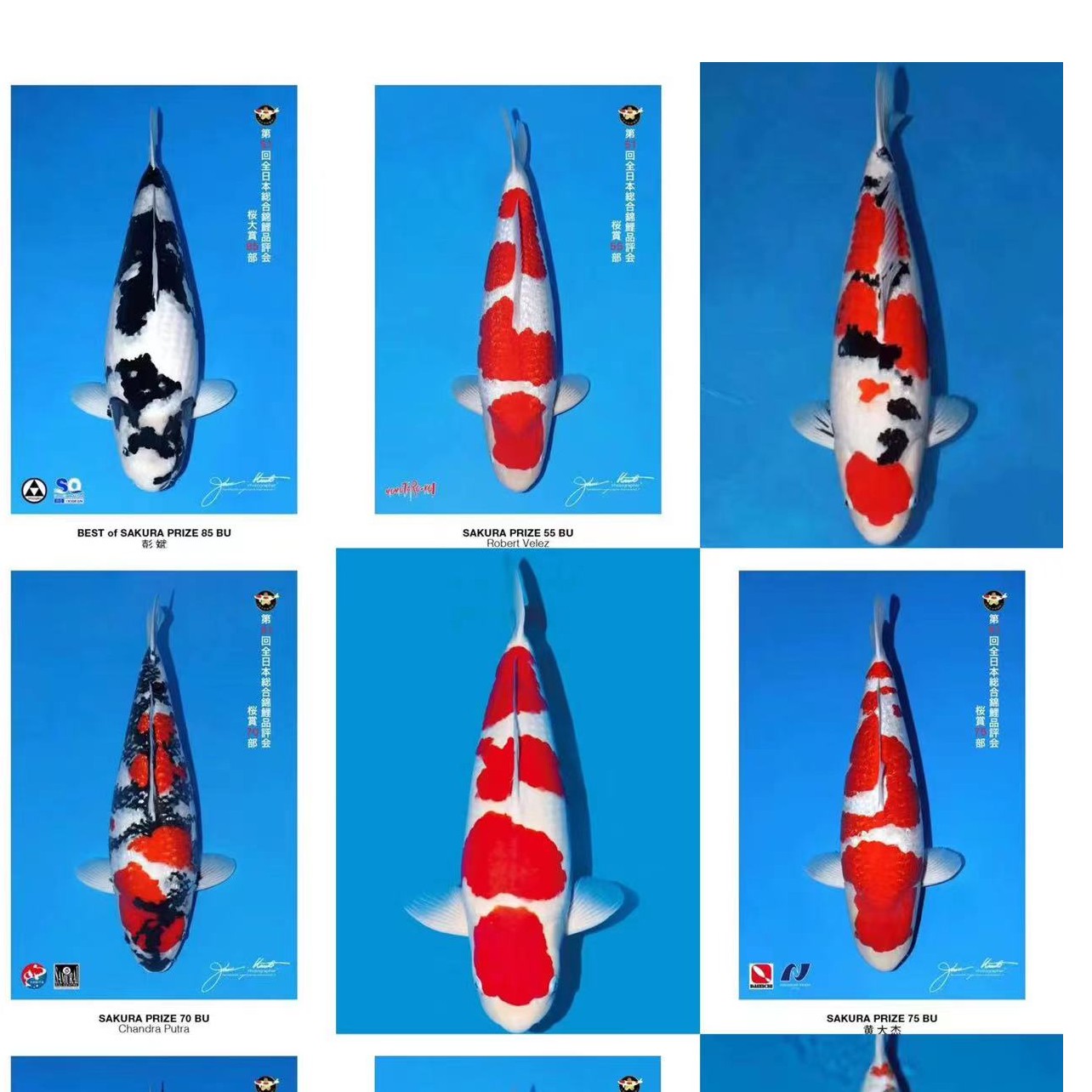 进口血统锦鲤活体观赏鱼冷水鱼渔场直销