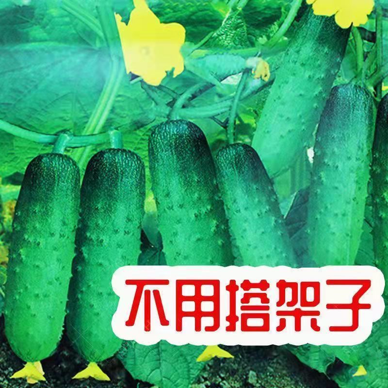 水果黄瓜种子高产压趴架四季盆栽春秋黄瓜种旱籽大棚阳台蔬菜种子