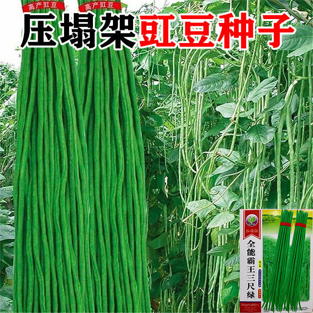 特长豆角种子无筋高产豇豆四季早熟蔬菜种子农家特长抗虫抗病高产