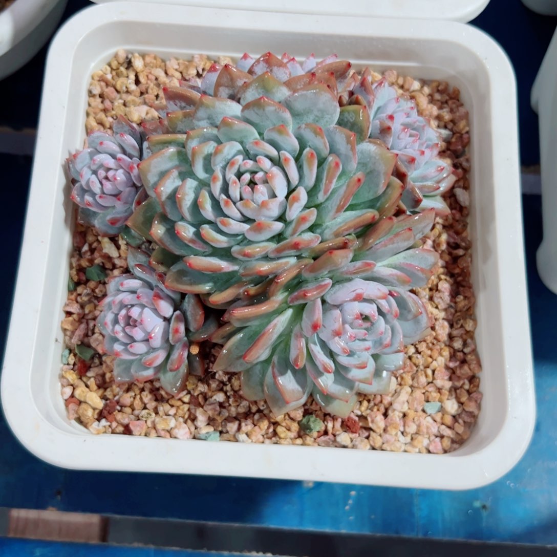 星影橙子多肉植物