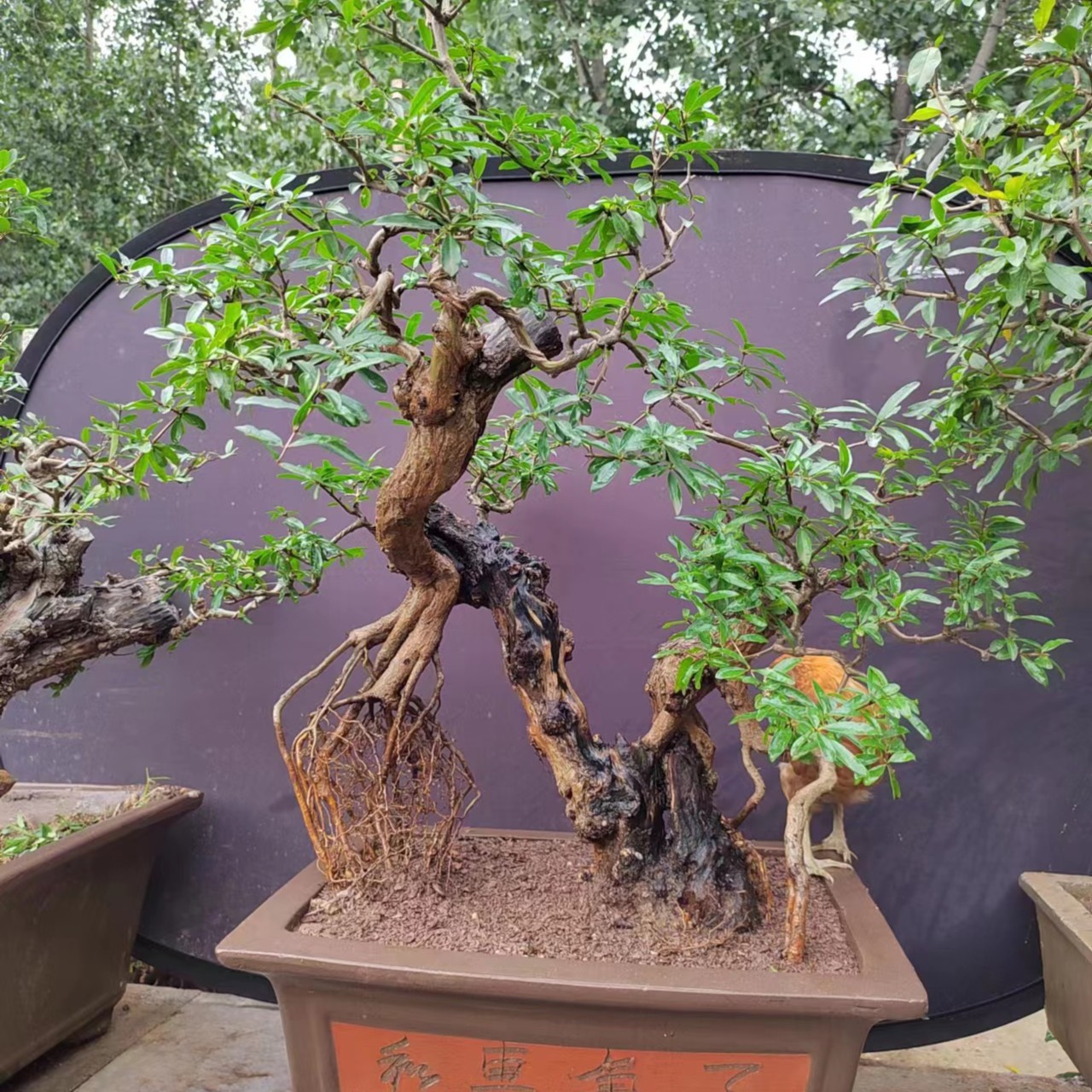 棠梨  石榴   银杏笋  芙蓉菊桃叶卫矛  精美老桩盆景  一物一拍1