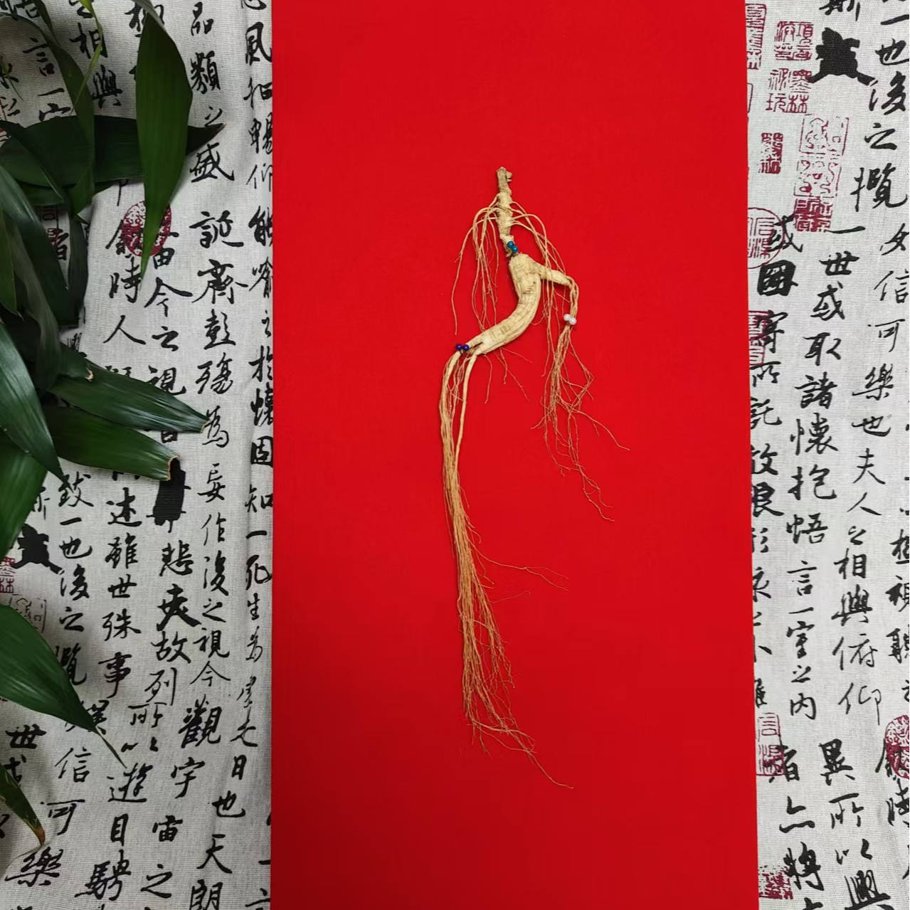 【山为证】长白山山参送礼自用