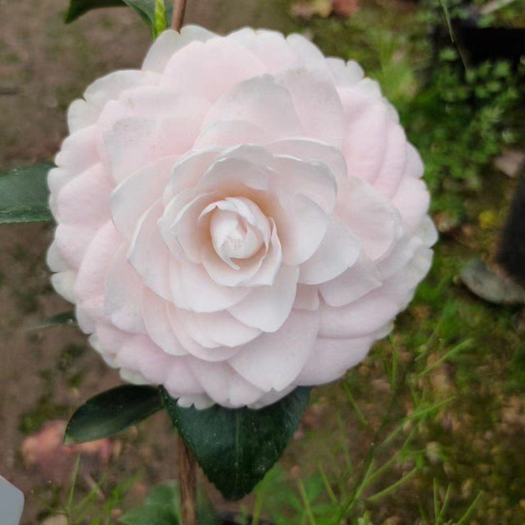哈力特毕斯比名贵珍稀品种茶花盆栽苗复色福建对版包邮基地直发