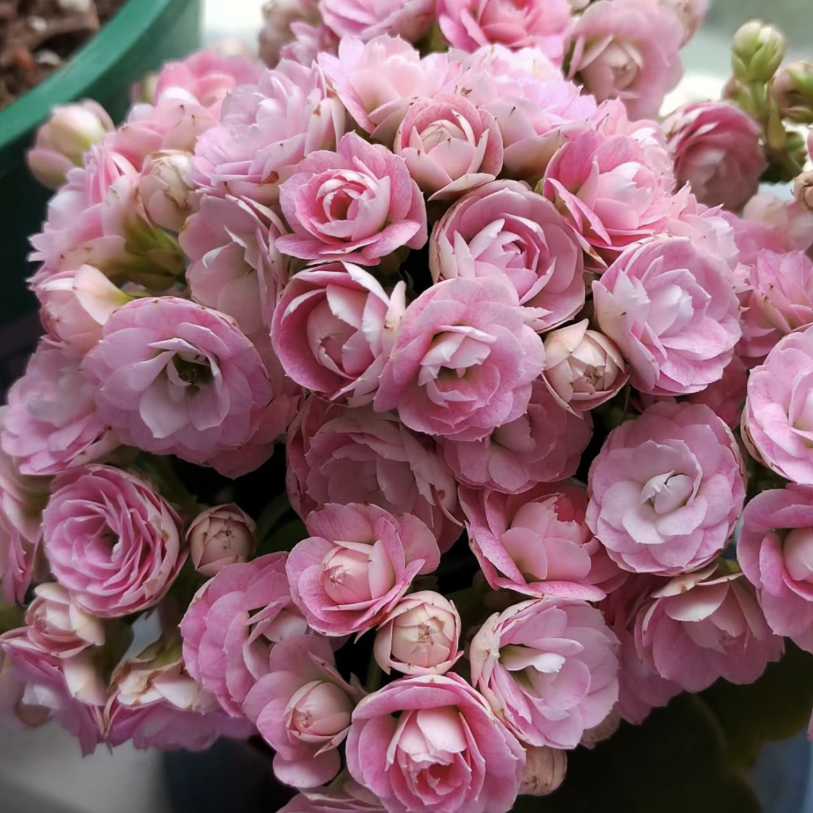 【超大花玉芙蓉】大花重瓣长寿花室内盆栽