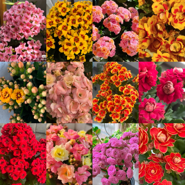 【随机清仓3盆】重瓣单瓣长寿花原土原盆