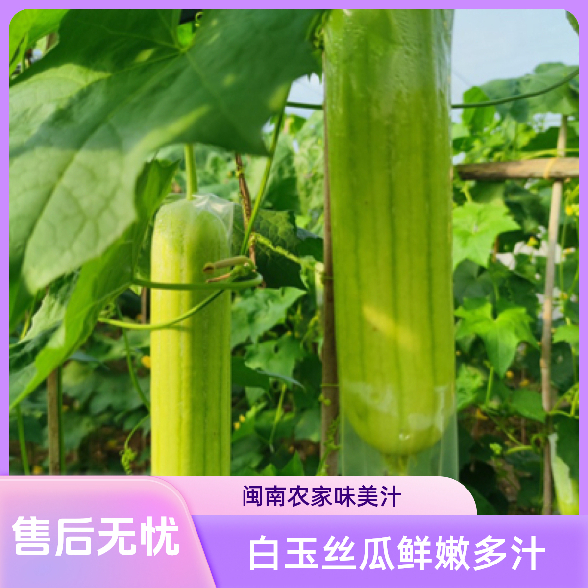 白玉丝瓜 新鲜丝瓜 当季农家蔬菜 现采现发