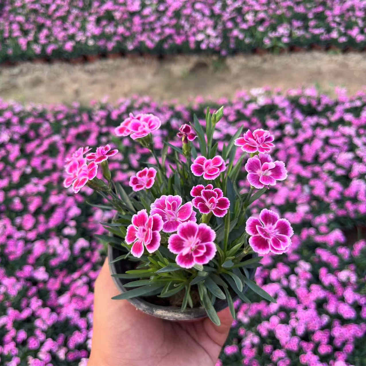 粉红色花海欧石竹初吻花苗四季开花多年生庭院盆栽绿化易养耐成活