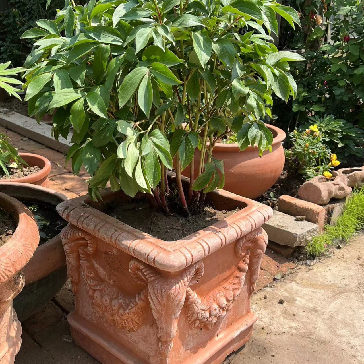 高浮雕花盆，羊头方盆，外贸花盆,陶罐