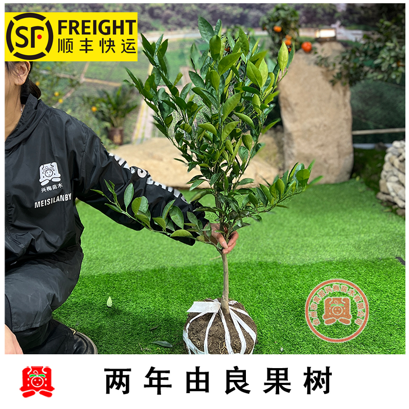 2年生由良特早蜜桔 早熟由良苗 柑橘苗 蜜桔果树苗移植苗早熟品种