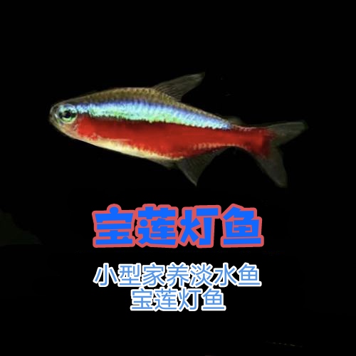 新疆包邮发货宝莲灯鱼活体灯科鱼淡水小型草缸群游好养耐活