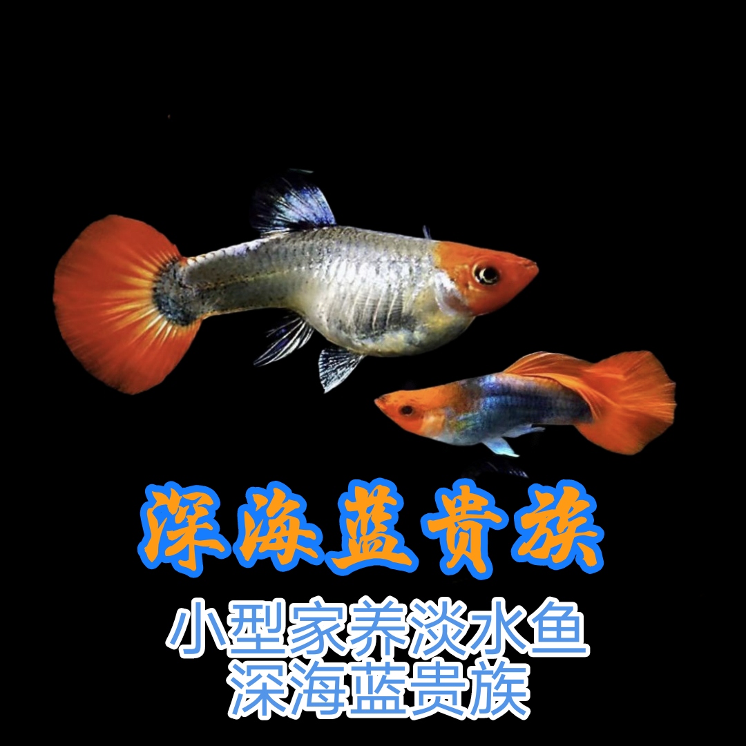球体短身大深海蓝贵族孔雀鱼 精品孔雀鱼 家养小型鱼 胎生鱼