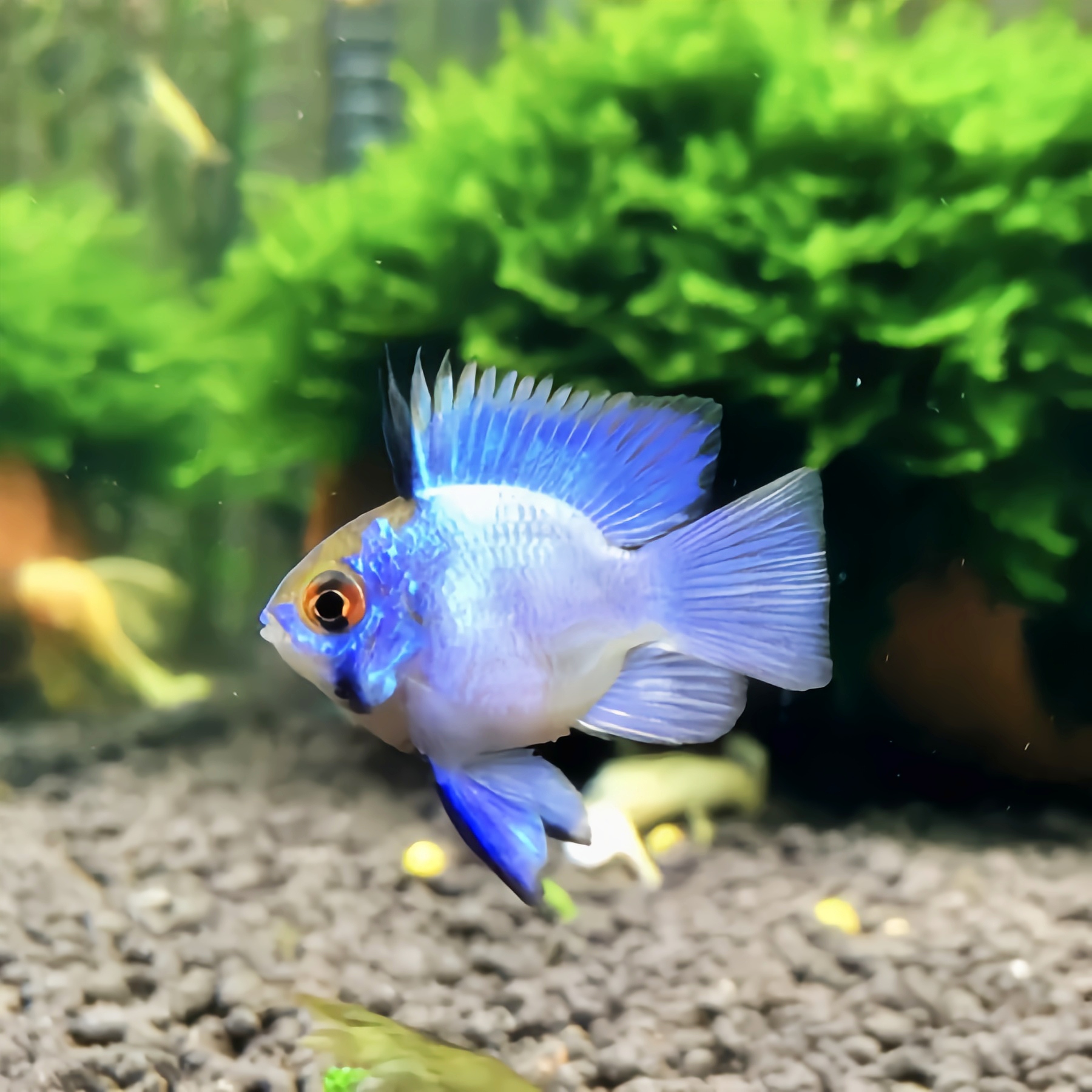 蓝波子 观赏鱼热带鱼 阿凡达活体小热带观赏鱼