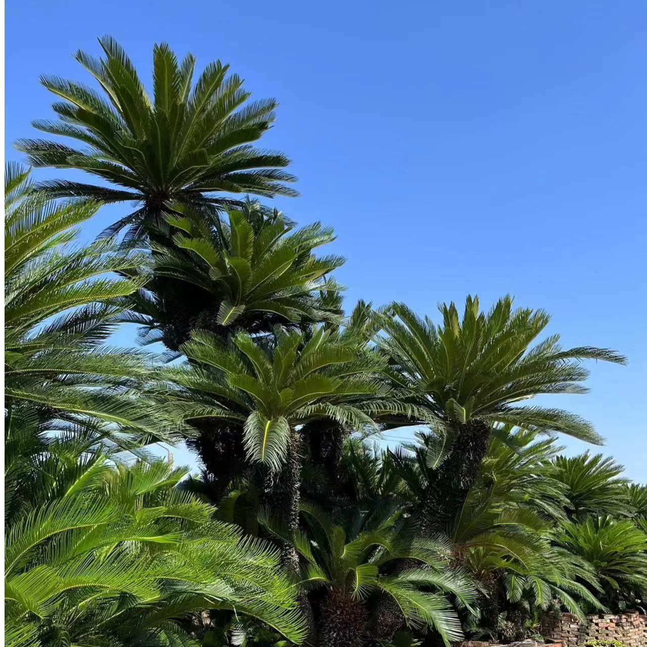 怪桩，金边，多头变异 大小铁树室内造型适合室外可养植绿植