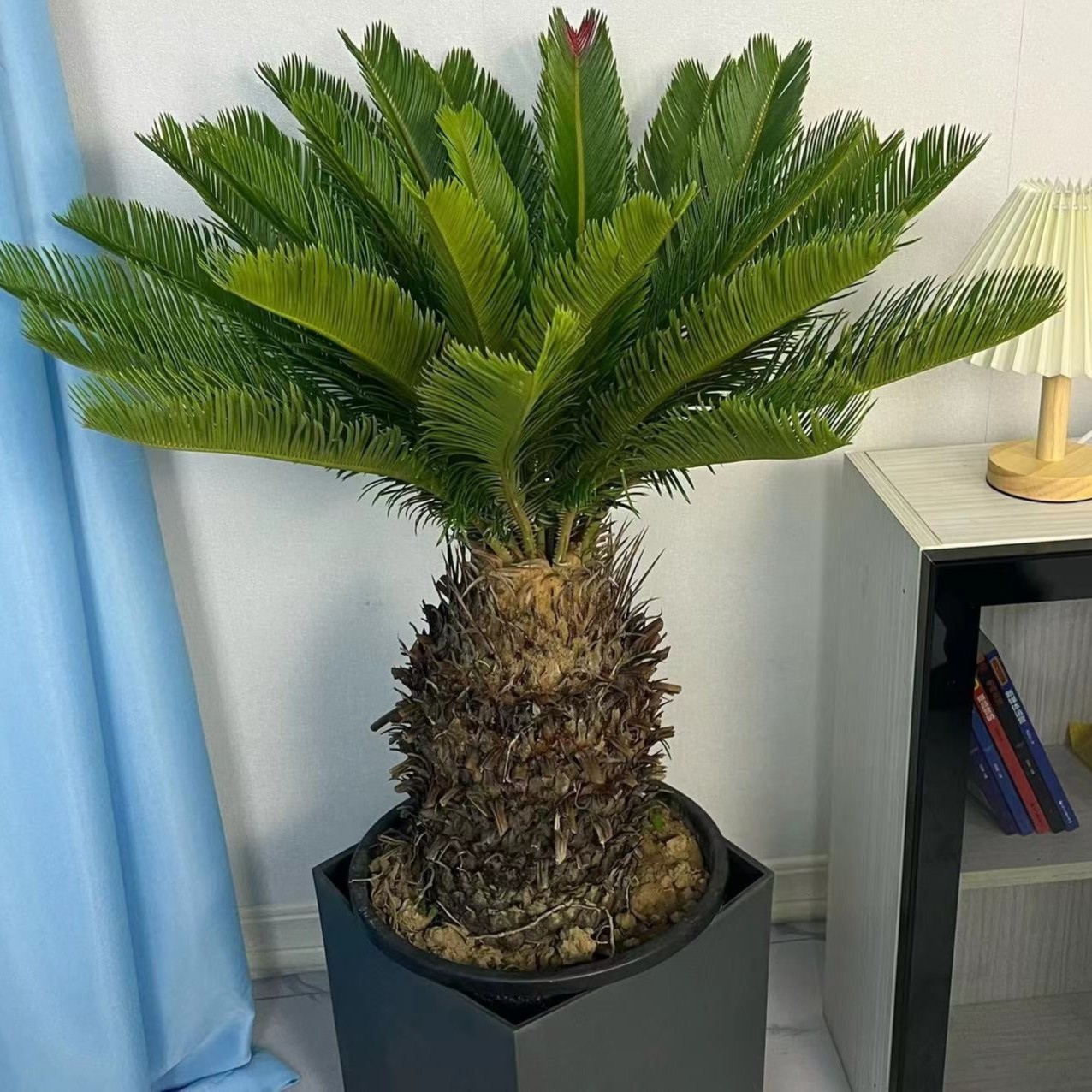 1台湾红头苏铁耐干耐旱好养型美观造景鲜活绿植室内室外可养殖