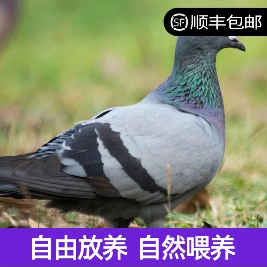 农村白天放养土鸽一对