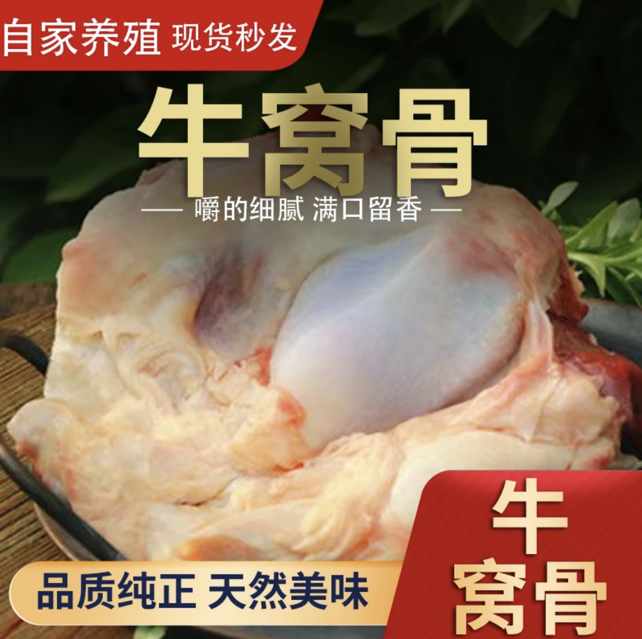 本地散养黄牛牛窝骨