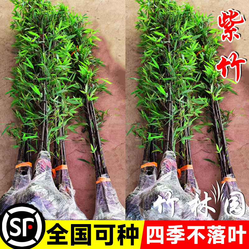 名贵紫竹子苗庭院户外地栽四季常绿矮化盆栽黑竹墨竹北方耐寒竹子