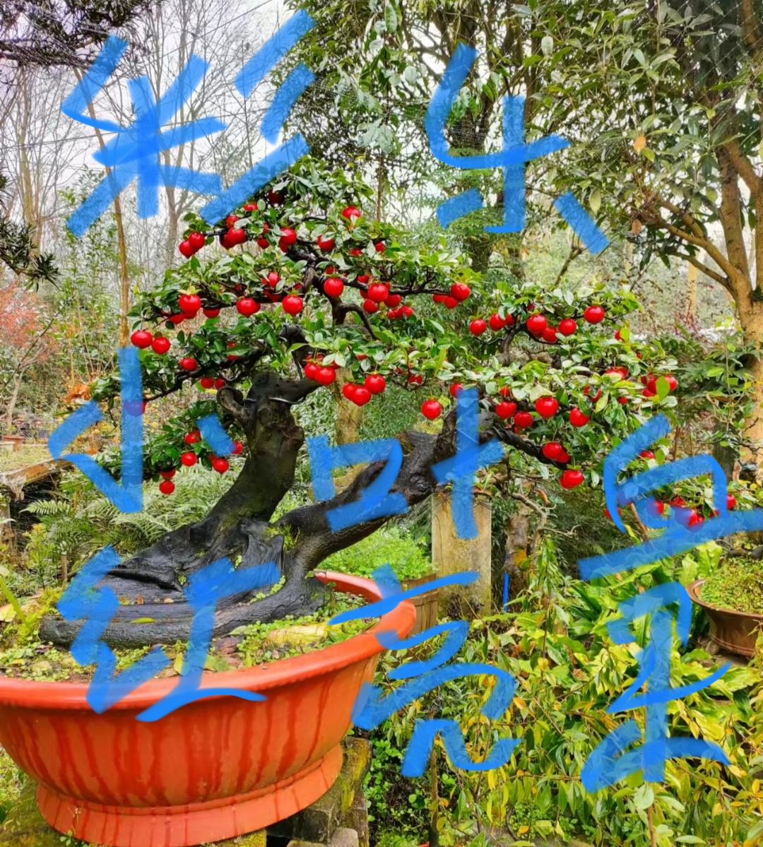各种品种枝条2个芽左右为一刀
