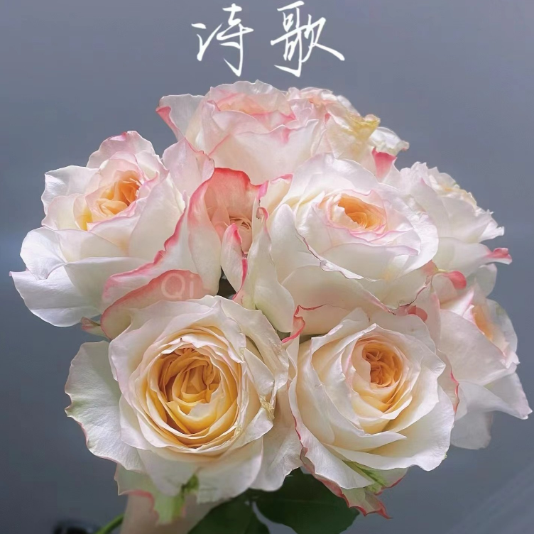 花知述园艺精品月季多品种月季花树苗常年开花植物阳台可养