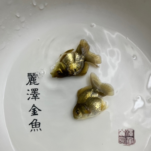 玛丽F1鱼2到3公分  5+2备损（发货后退款须承担运费20元）