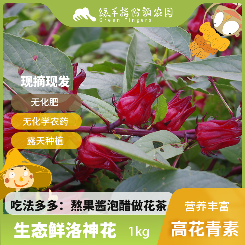 生态鲜洛神花  1kg 广东