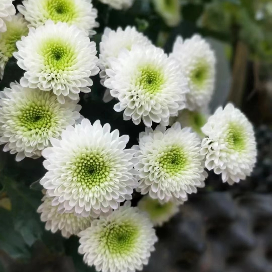 【源头一手价】科隆香水小雏菊一把（8到10支）云南基地鲜花 家养水养