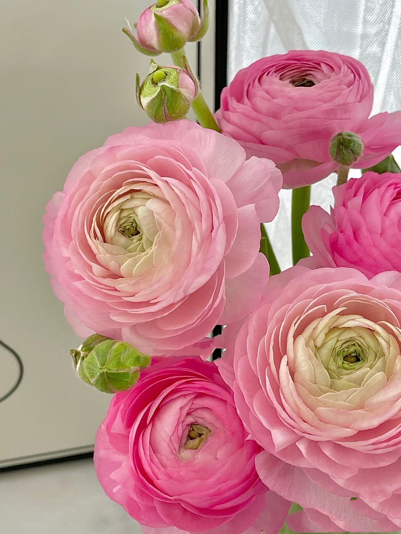 【源头一手价】粉色洋牡丹花一把应季热门花材花瓣层层叠叠云南鲜花