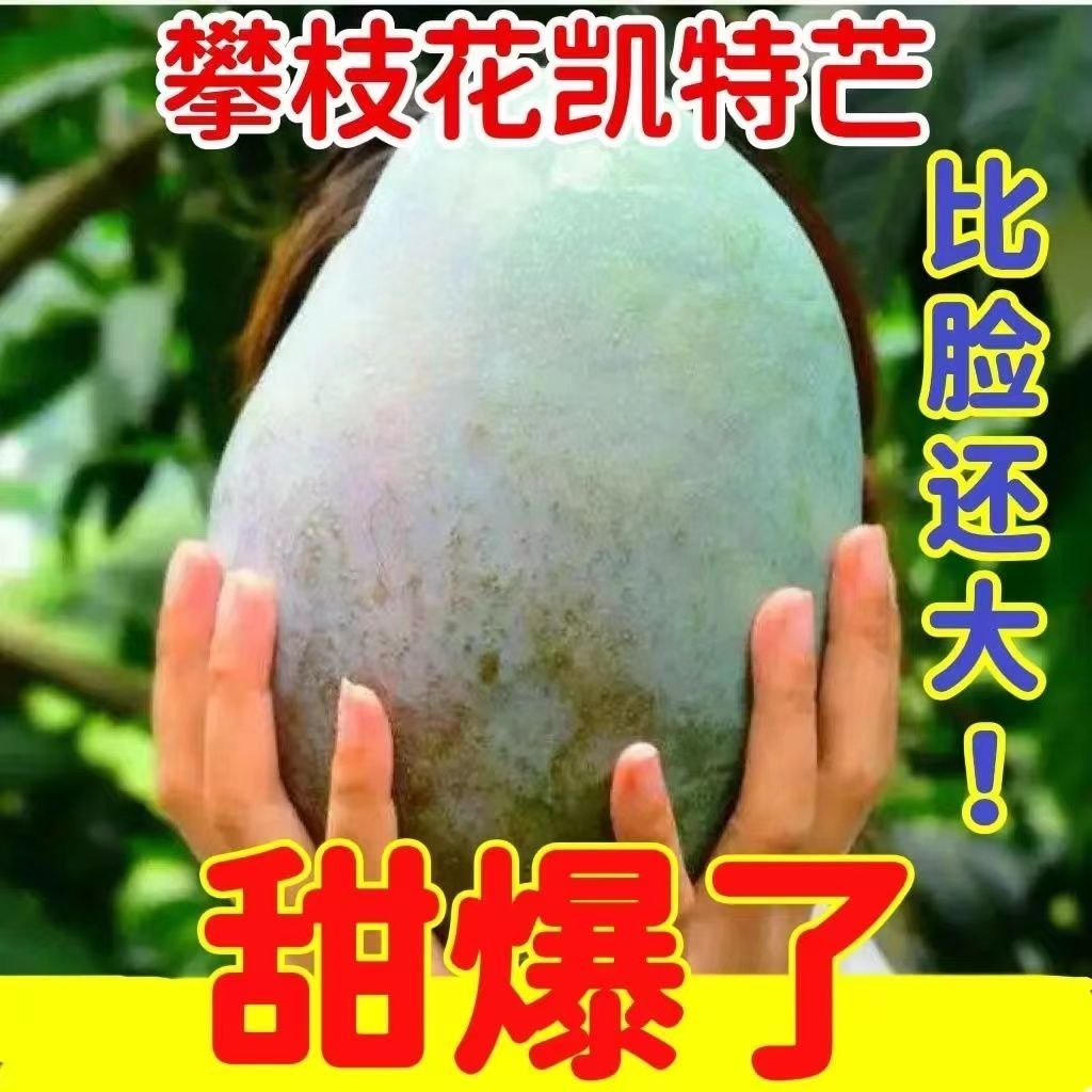 正宗四川攀枝花凯特芒果批发大芒果应季新鲜水果1/5/9斤批发包邮