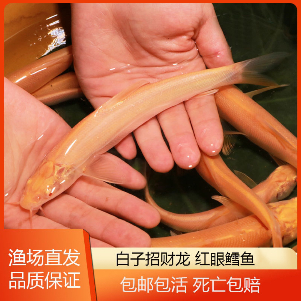 【正品保证】四川成都优质红眼银鳕鱼白子招财龙淡水鱼水族活体