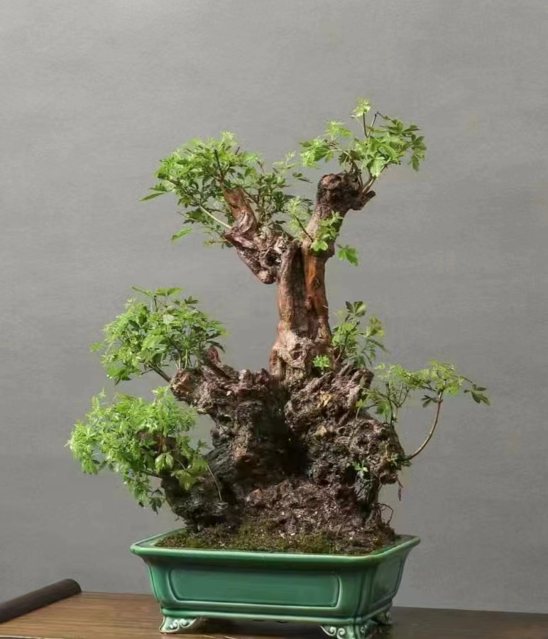 山里红异桩/黄荆桩/黄栌桩/榔榆观赏盆景