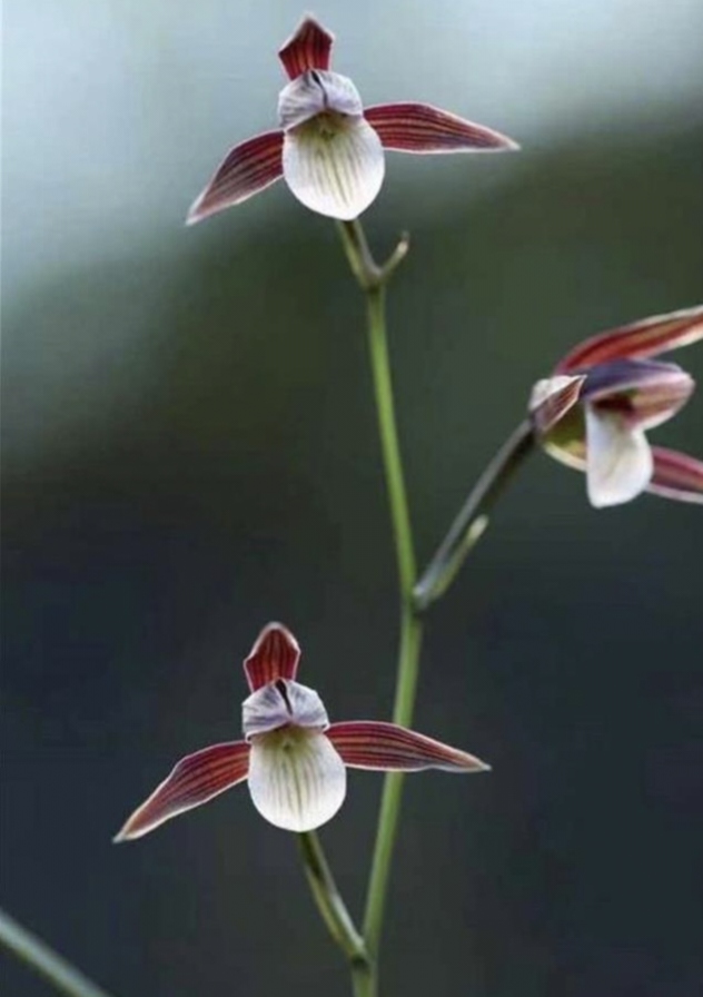 细叶寒兰新品带花苞、带现花放漏！直播链接请勿私自下单哦！