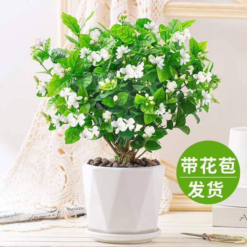 新鲜现挖现发茉莉花盆栽
