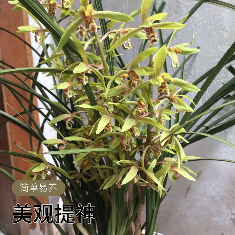 浓香兰花苗观花赏叶适合阳台客厅种植