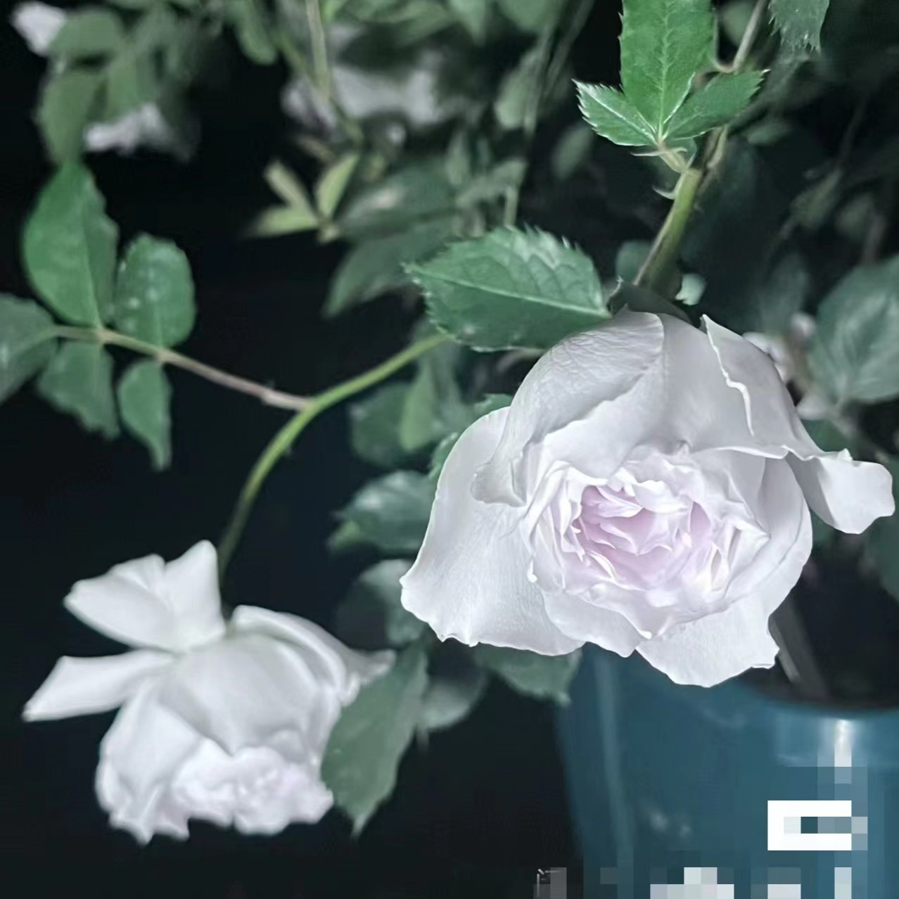 河本月季夏季春季秋季加百列大天使  高级烟灰，天青色 浓香型，