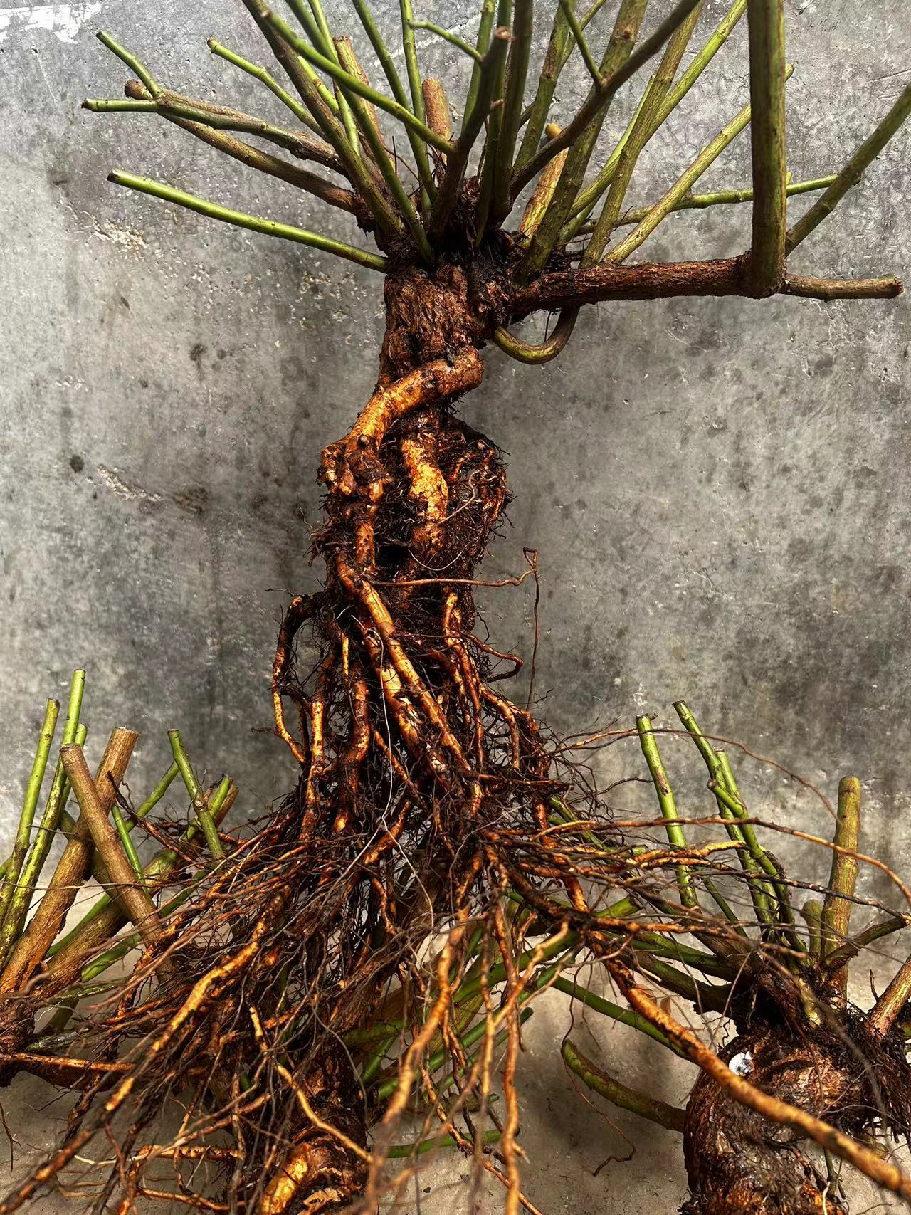 【小刚园艺】蔷薇提根直播间一物一拍无刺蔷薇根