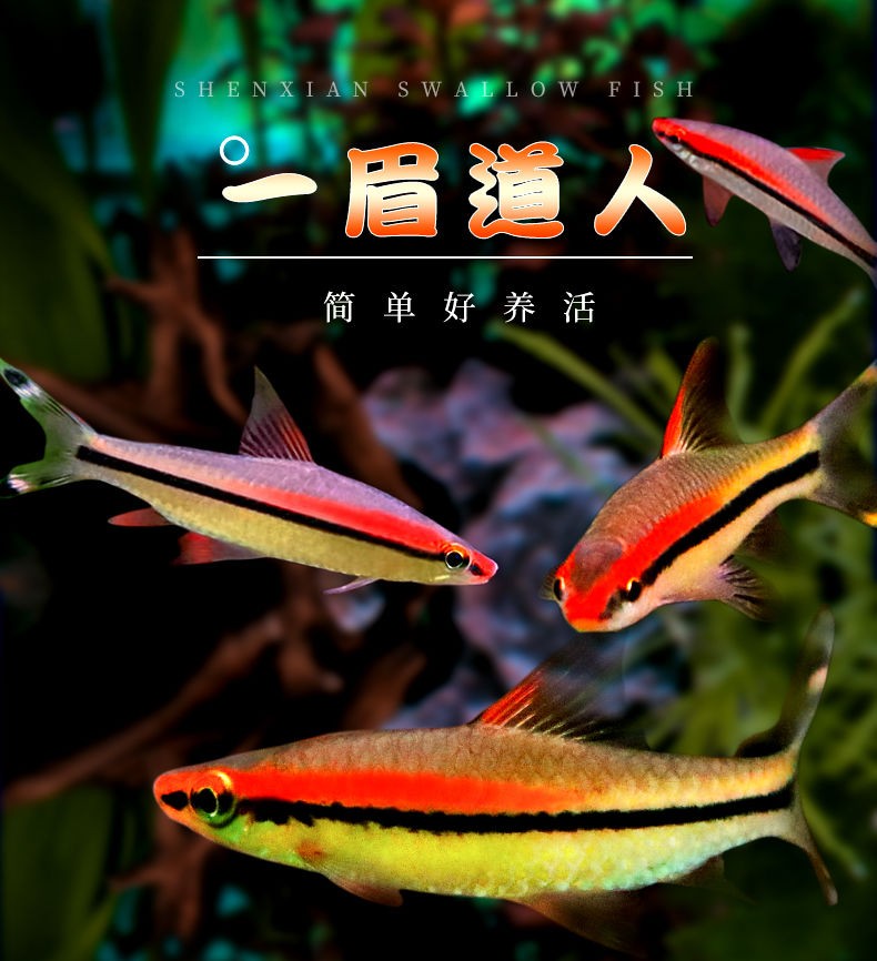 一眉道人热带活体观赏鱼苗群游草缸淡水新手混养灯科好养中小型鱼