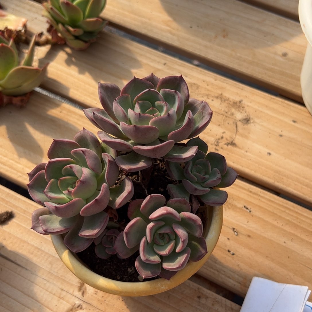 多肉群生老桩多肉